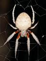 Eriophora_transmarina_D3994_Z_90_Sydney_Australie