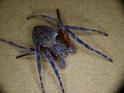 Eriophora_transmarina_D6216_Z_88_Brisbane_Australie