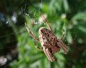 Eriophora_transmarina_D6331_Z_90_Brisbane_Australie