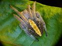 Eriophora_transmarina_D6723_Z_90_Brisbane_Australie