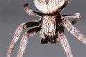Eriophora_transmarina_RF0125_O_78_Brisbane_Australie