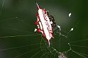 Gasteracantha_fornicata_RF0452_O_82_Daintree-Giru_Australie