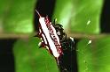 Gasteracantha_fornicata_RF0453_O_83_Daintree-Giru_Australie