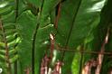 Gasteracantha_fornicata_RF0454_O_75_Daintree-Giru_Australie