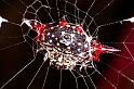 Gasteracantha_fornicata_RF0482_O_82_Daintree-Giru_Australie