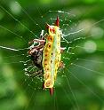 Gasteracantha_westringi_D4675_Z_85_Litchfield_Australie