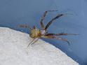 Gea_theridioides_D6444_Z_88_Brisbane_Australie