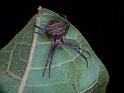 Gea_theridioides_D6446_Z_88_Brisbane_Australie