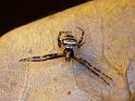 Gea_theridioides_D6508_Z_88_Brisbane_Australie