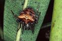 Gibbaranea_bituberculata_P0699_Z_90_-_Frankrijk