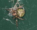 Gibbaranea_gibbosa_D4737_Z_89_Waterleidingduinen_Nederland