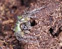 Gibbaranea_gibbosa_D4744_Z_88_Waterleidingduinen_Nederland