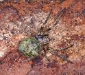 Gibbaranea_gibbosa_D4746_Z_89_Waterleidingduinen_Nederland