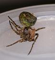 Gibbaranea_gibbosa_D4747_Z_88_Waterleidingduinen_Nederland