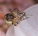 Gibbaranea_gibbosa_D4748_Z_88_Waterleidingduinen_Nederland