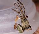 Gibbaranea_gibbosa_D4751_Z_88_Waterleidingduinen_Nederland