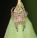 Gibbaranea_gibbosa_D4757_Z_88_Waterleidingduinen_Nederland