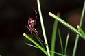 Gibbaranea_gibbosa_F0935_O_82_Ede_Nederland
