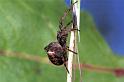 Gibbaranea_gibbosa_F1031_Z_75_Soube_Frankrijk