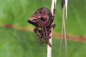 Gibbaranea_gibbosa_F1032_Z_75_Soube_Frankrijk