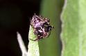 Gibbaranea_omoeda_F1214_O_81_Laprade_Frankrijk