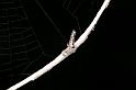 Heurodes_ZZ302_D3355_Z_90_Widgiemooltha_Australie