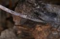 Heurodes_ZZ302_D3357_Z_88_Widgiemooltha_Australie