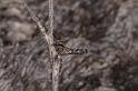 Heurodes_ZZ302_D3358_Z_89_Widgiemooltha_Australie