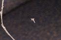 Heurodes_ZZ302_D3359_Z_87_Widgiemooltha_Australie