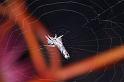 Heurodes_ZZ302_D3361_Z_92_Widgiemooltha_Australie