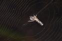 Heurodes_ZZ302_D3362_Z_89_Widgiemooltha_Australie