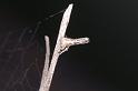 Heurodes_ZZ302_D3363_Z_85_Widgiemooltha_Australie