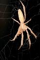 Larinia_ZZ268_D2478_Z_78_-_Australie
