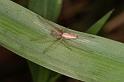 Larinia_phthisica_D5522_Z_91_Roma_Australie