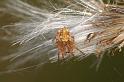 Larinioides_cornutus_D3767_Z_94_Ooij_Nederland