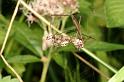 Larinioides_cornutus_D3876_Z_80_Kaaihoeve_Belgie