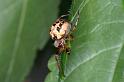 Larinioides_cornutus_D3881_Z_88_Kaaihoeve_Belgie