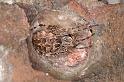 Larinioides_cornutus_D5692_Z_89_Ooij_Nederland