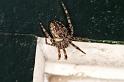Larinioides_cornutus_D5699_Z_88_Ooij_Nederland