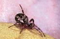 Larinioides_cornutus_F1202_Z_78_Laprade_Frankrijk
