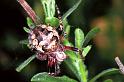 Larinioides_cornutus_F1203_Z_82_Laprade_Frankrijk