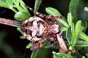 Larinioides_cornutus_F1204_Z_83_Laprade_Frankrijk