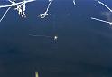 Larinioides_cornutus_F2062_Z_82_Spier_Nederland