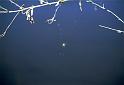Larinioides_cornutus_F2063_Z_78_Spier_Nederland
