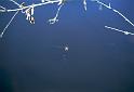 Larinioides_cornutus_F2064_Z_78_Spier_Nederland