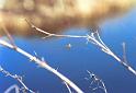 Larinioides_cornutus_F2065_Z_88_Spier_Nederland