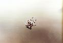 Larinioides_cornutus_F2066_Z_75_Spier_Nederland