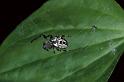 Larinioides_cornutus_P0692_Z_82_-_Frankrijk