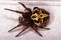 Larinioides_cornutus_P1221_Z_82_Botshol_Nederland