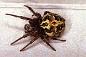 Larinioides_cornutus_P1222_Z_85_Botshol_Nederland